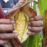 Healthy maize crop